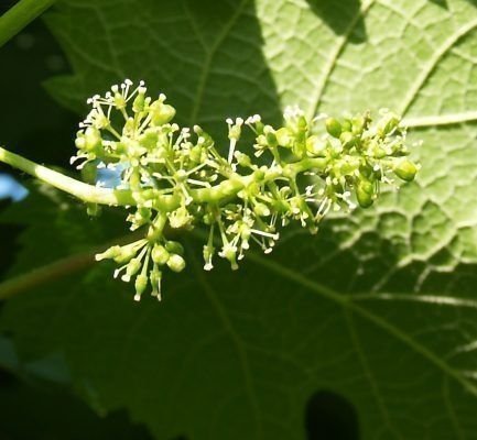 Виноград соцветие метелка