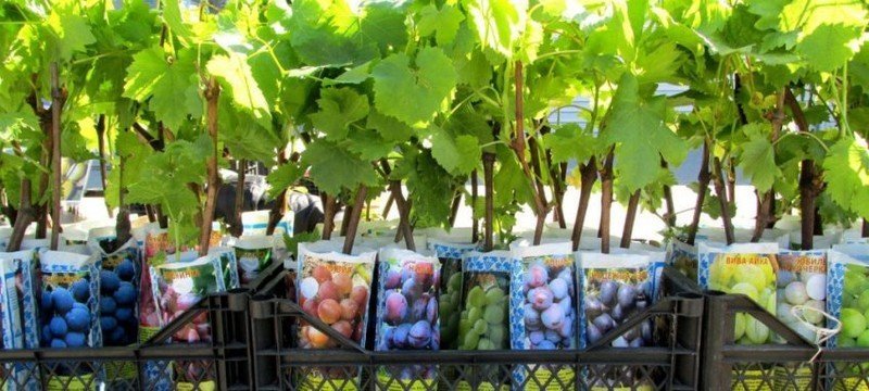 Виноградари крыма сажают новые виноградники саженцами