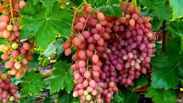 Виноград "Кишмиш лучистый": описание сорта, фото, отзывы