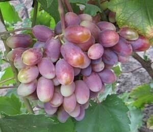 Сорт винограда лакемонт