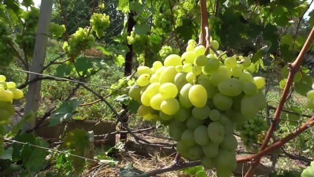 Усовершенствованный и масштабный сорт винограда «Новый Подарок Запорожью»