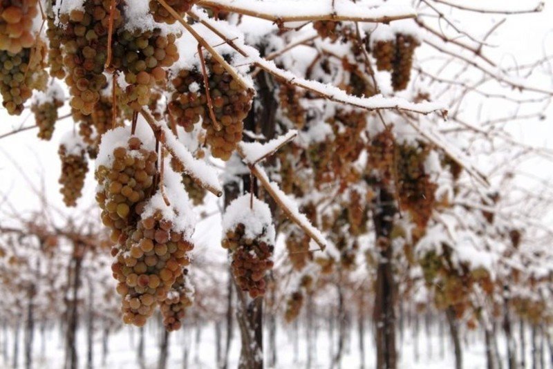 Неукрывной виноград зимой