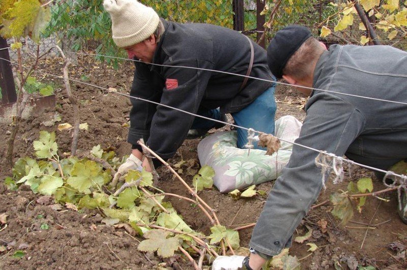 Обработка винограда на зиму