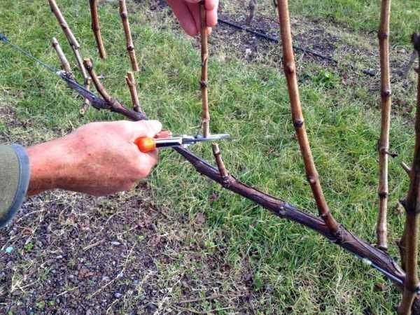 Обрезка винограда весной для начинающих