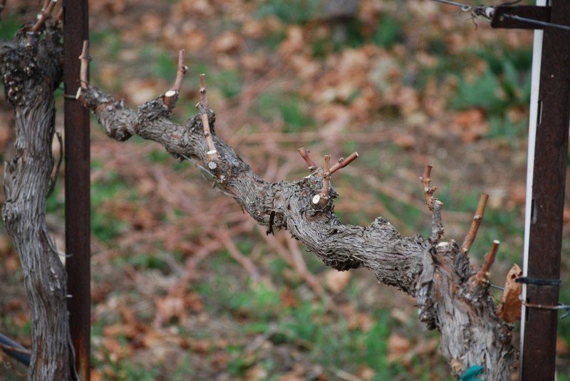 Осенняя обрезка винограда осенью