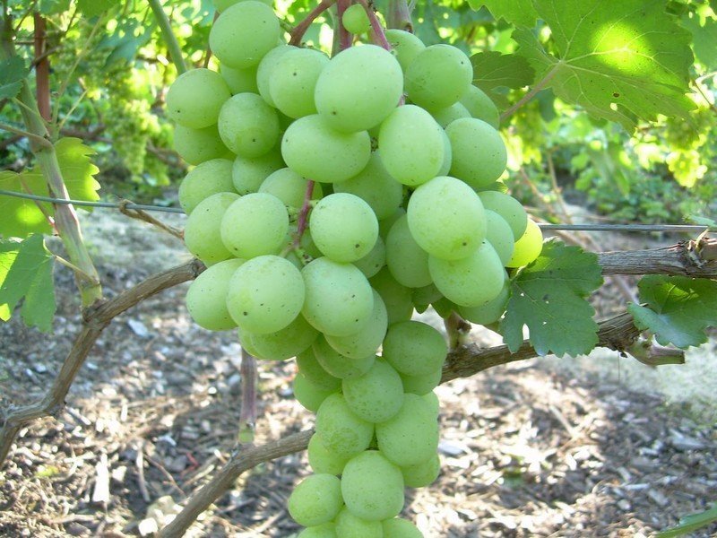 Сорт винограда алекса