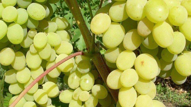О винограде Августин: описание и характеристики сорта, посадка и уход