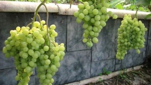 Сорта винограда для Сибири: посадка и уход для начинающих