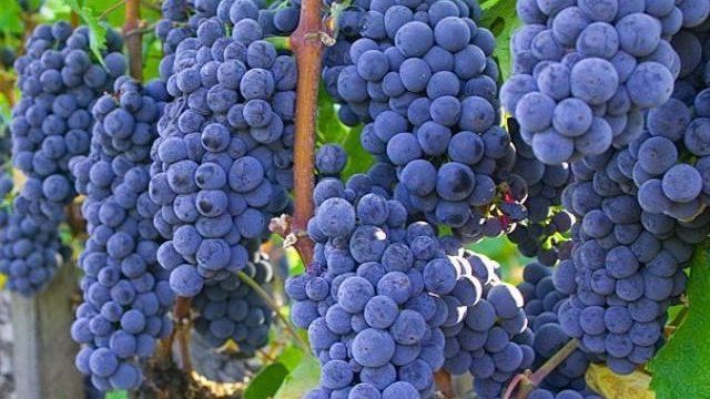 О винограде Изабелла: описание и характеристики сорта, посадка и уход