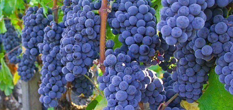 Сорт винограда изабелла