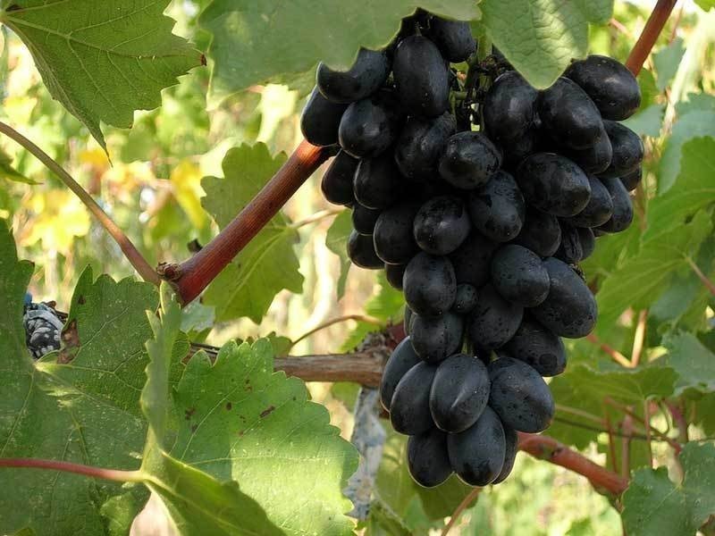 Кодрянка виноград черный