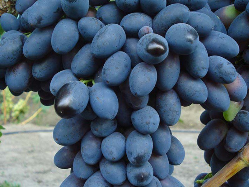 Виноград кодрянка