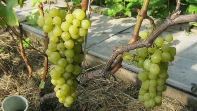 Виноград на Алтае для начинающих