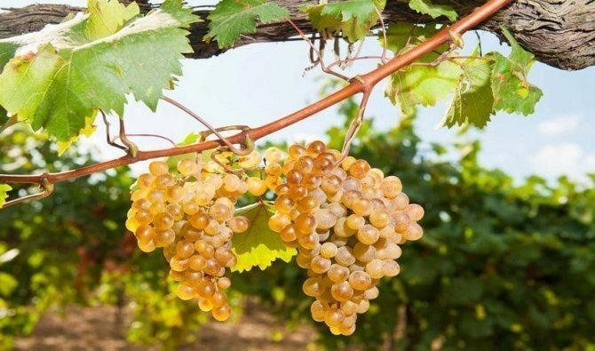 Ркацители виноград кахетия