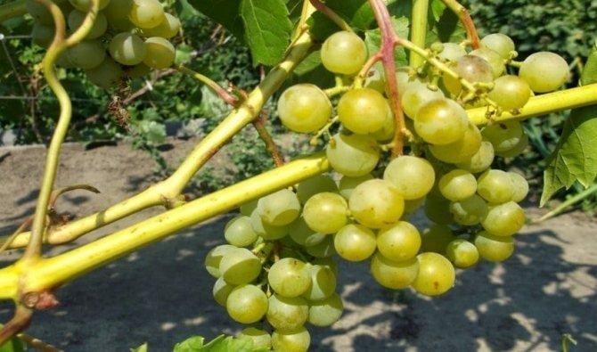 Сеянец соловьева виноград