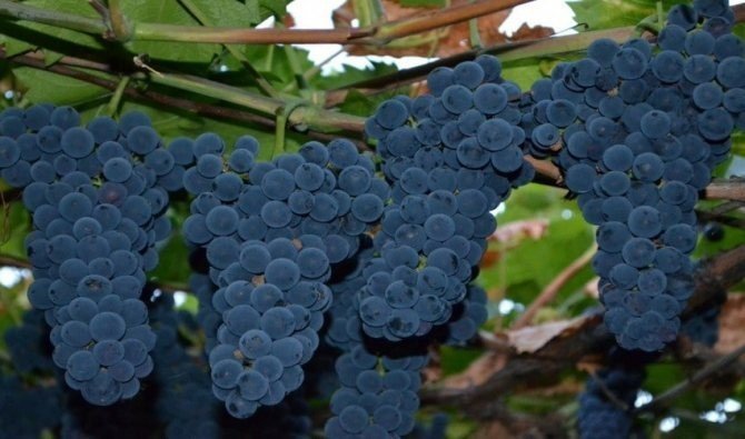 Виноград плодовый сорт левокумский