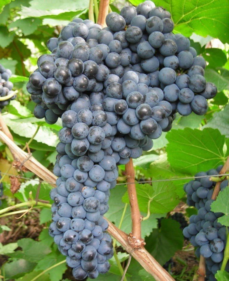 Красень сорт винограда