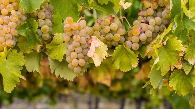 Виноград «Шардоне»: описание сорта, фото, отзывы