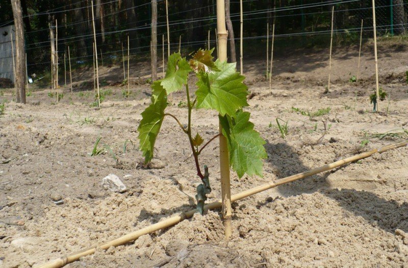 Виноградные посадки