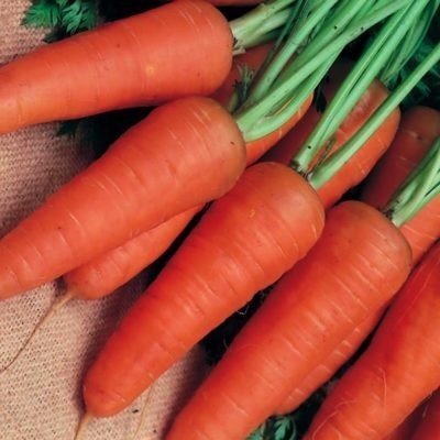 Морковь шантенэ королевская