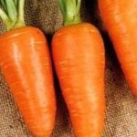 Как хранить морковь в яме в огороде?