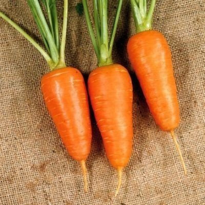 Сорт моркови аленка