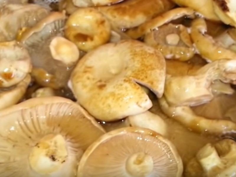 Валуи грибы соленые