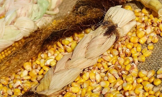 Крахмалистая кукуруза зерно