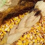 Калорийность кукурузы