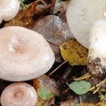Способы и рецепты правильной засолки грибов волнушек (