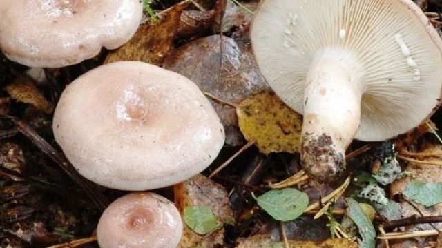 Как солить грибы волнушки: холодным и горячим способом, в домашних условиях (