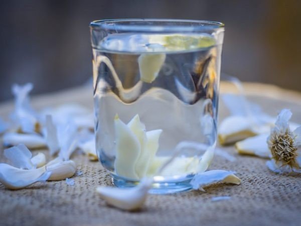 Чесночная вода для орхидей — полезные свойства