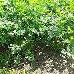 Как выращивать кудрявую и корневую петрушку в открытом грунте, теплице и дома